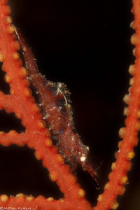 mediterranean sea fan commensal shrimp Hippolyte varians,... by Mathieu Foulquié 